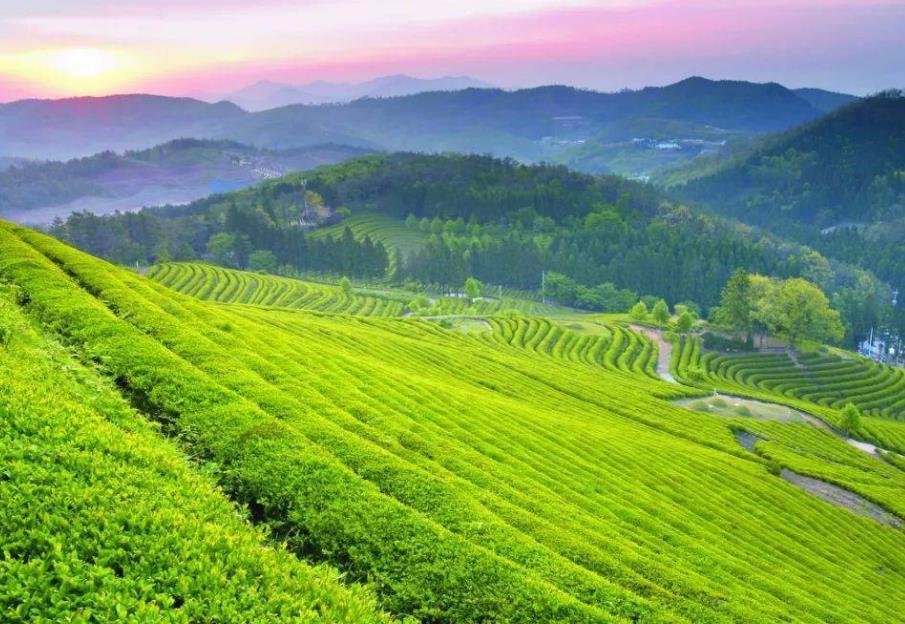 富硒食品，助力健康生活