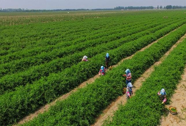 什么是富硒农业